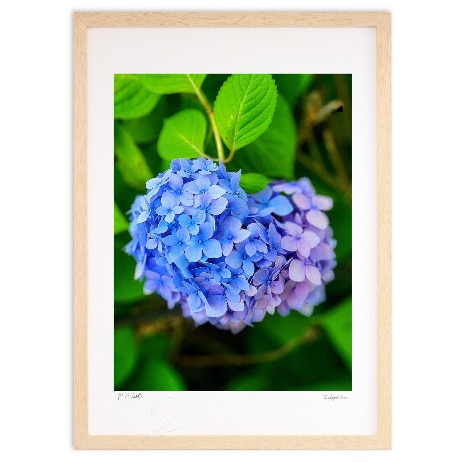 紫陽花 – 絵画や壁飾り販売｜風景投稿販売あゆわら(R)