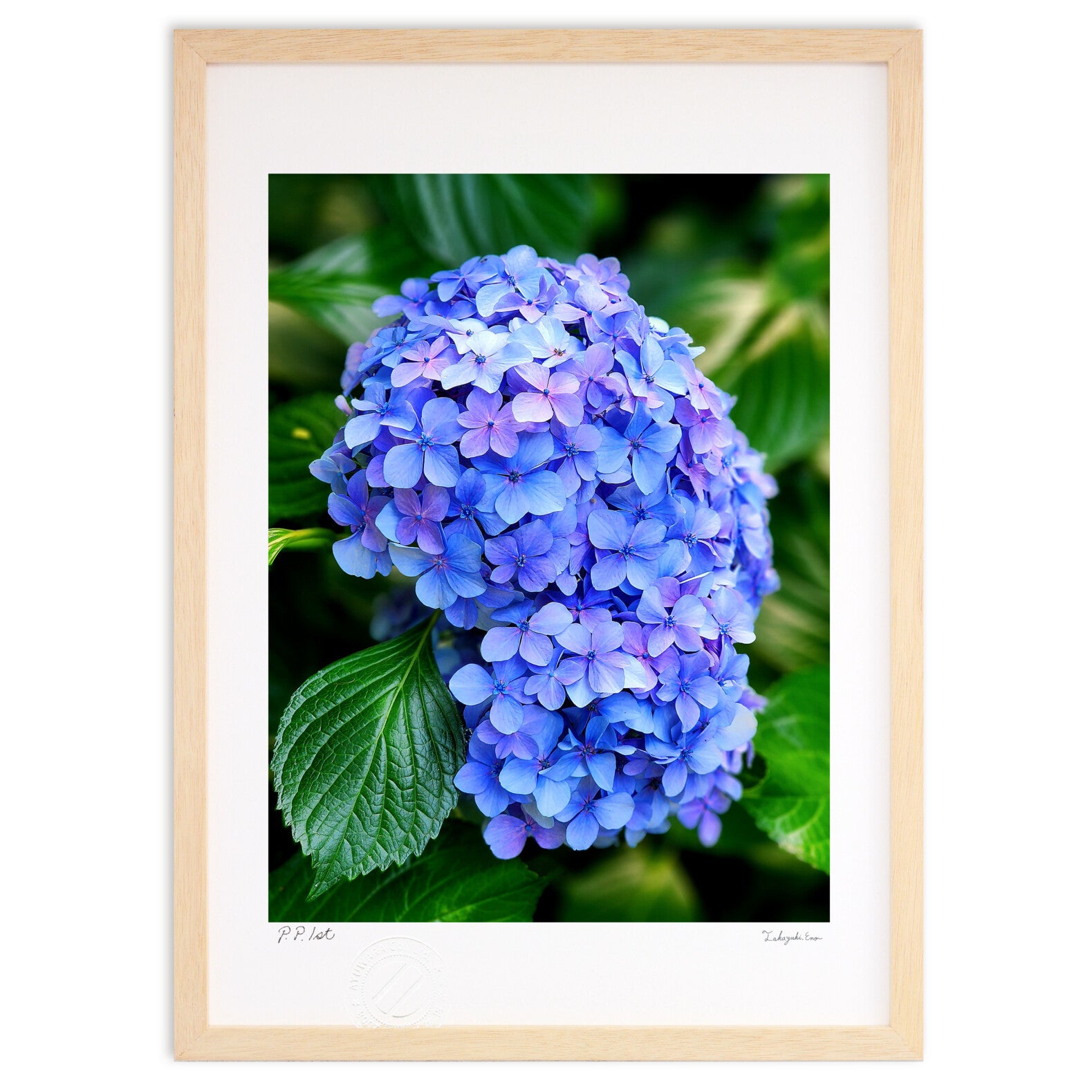 紫陽花 絵画 紫陽花 – 絵画や壁飾り販売｜風景投稿販売あゆわら(R)