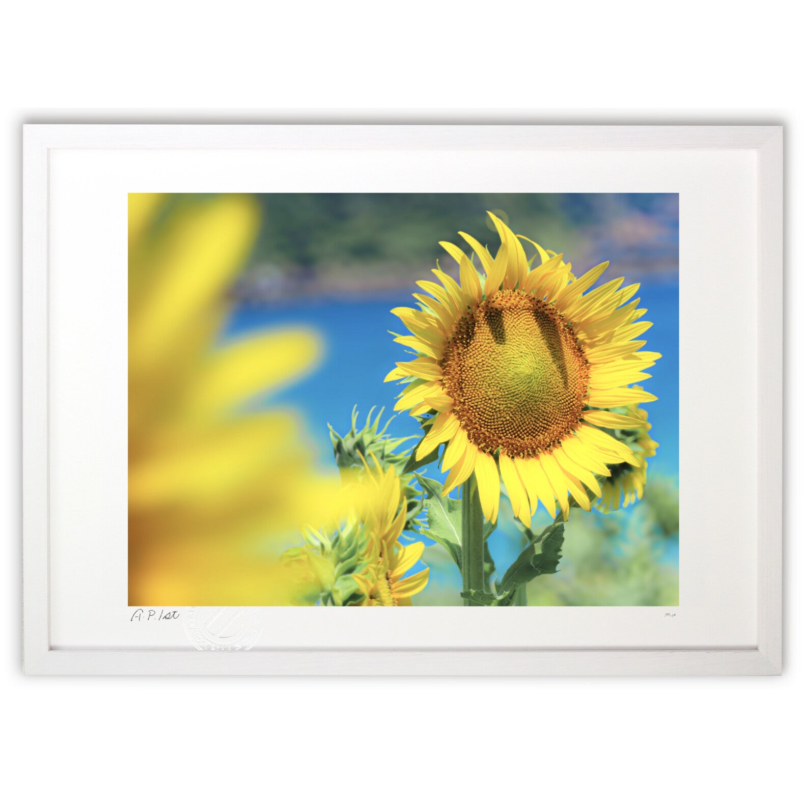 夏空のひまわり – 絵画や壁飾り販売｜風景投稿販売あゆわら(R)