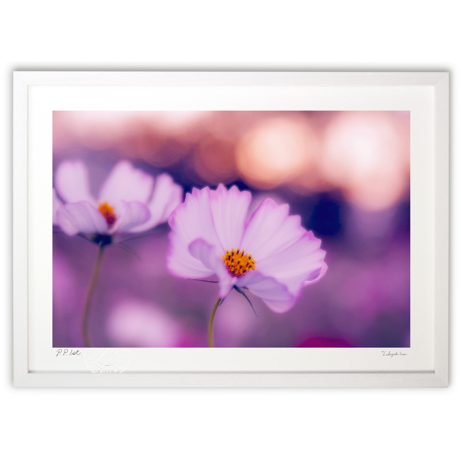 淡い光を纏う秋桜 – 絵画や壁飾り販売｜風景投稿販売あゆわら(R)