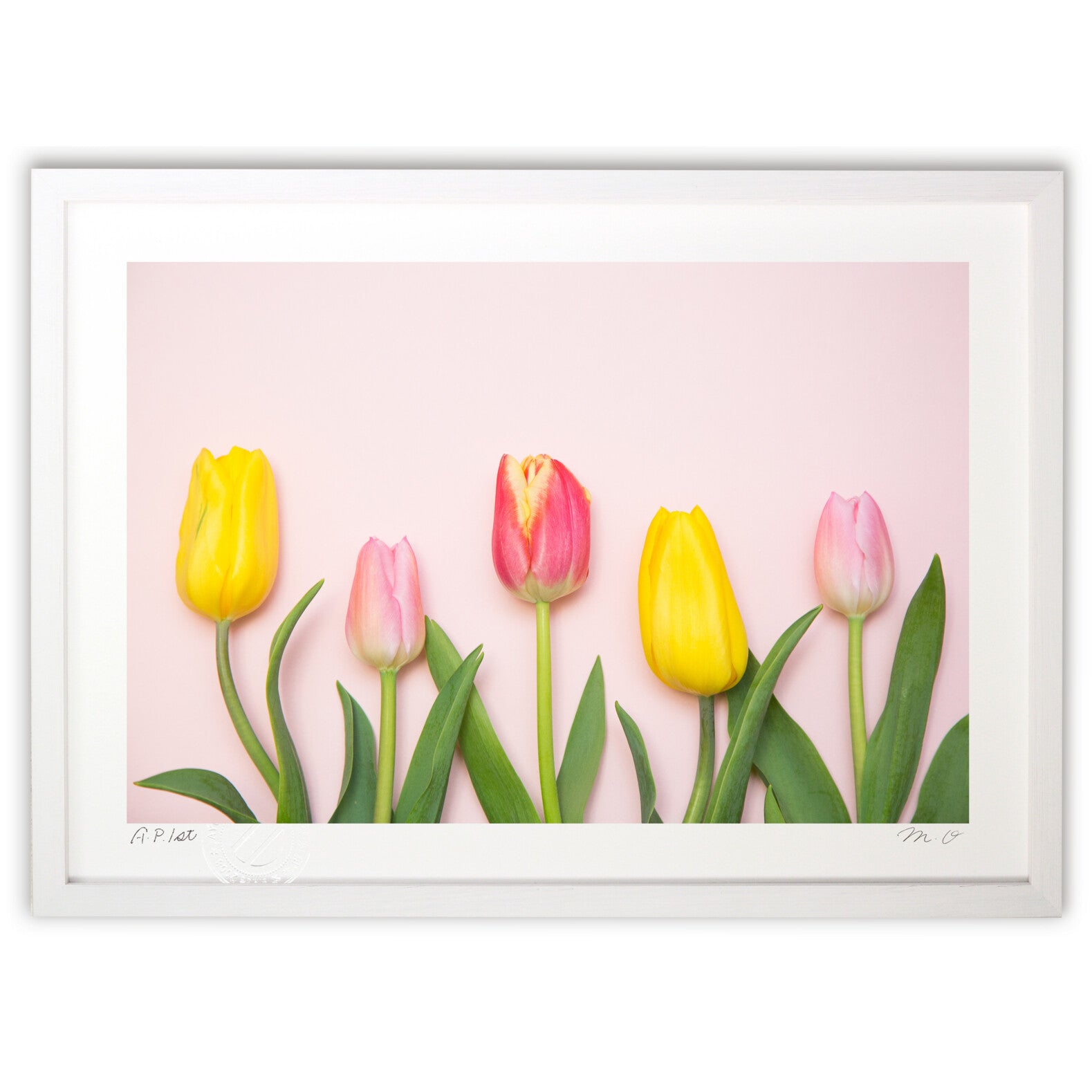 油絵 チューリップ チューリップ みなとみらい 横浜 色鉛筆 原画 イラスト 絵 アート