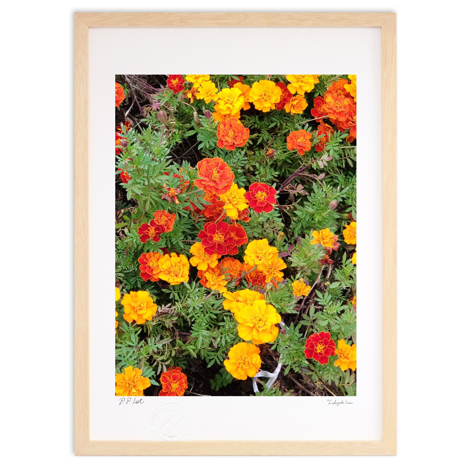 マリーゴールド – 絵画や壁飾り販売｜風景投稿販売あゆわら(R)