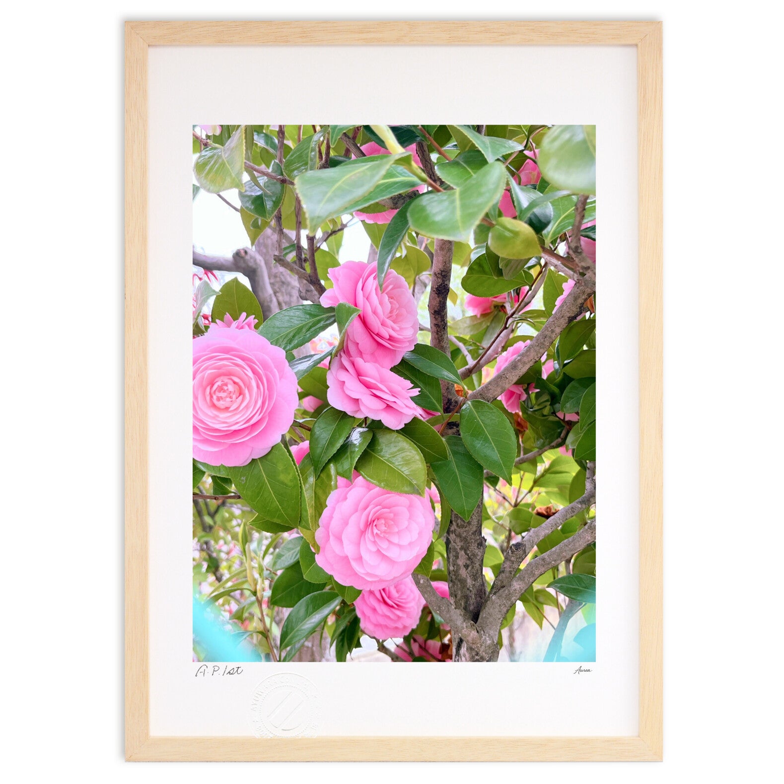 花 絵画 ピンク Primula on a Good Day 林 陽子 インテリア絵画 アート