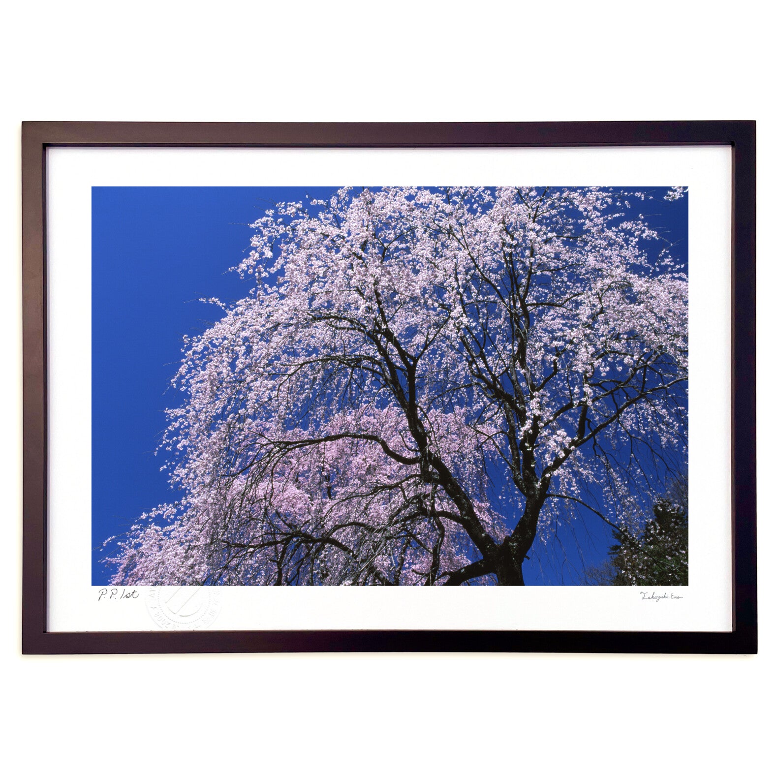 枝垂れ桜 – 絵画や壁飾り販売｜風景投稿販売あゆわら(R)