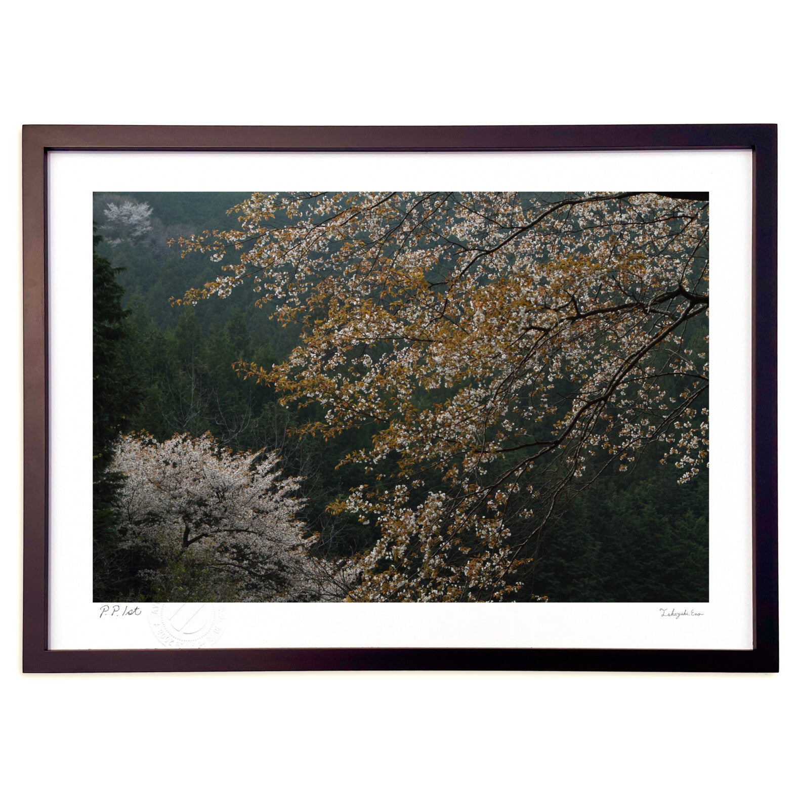 山桜 – 絵画や壁飾り販売｜風景投稿販売あゆわら(R)