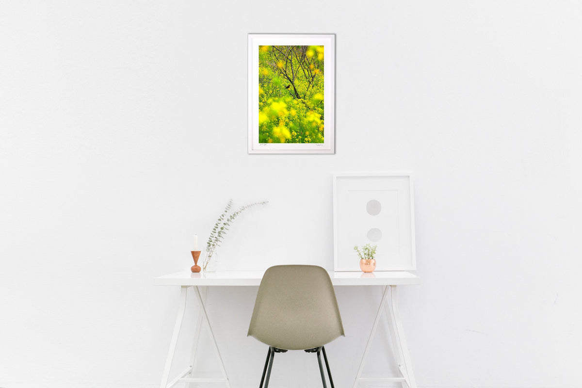 A heap of rape blossoms