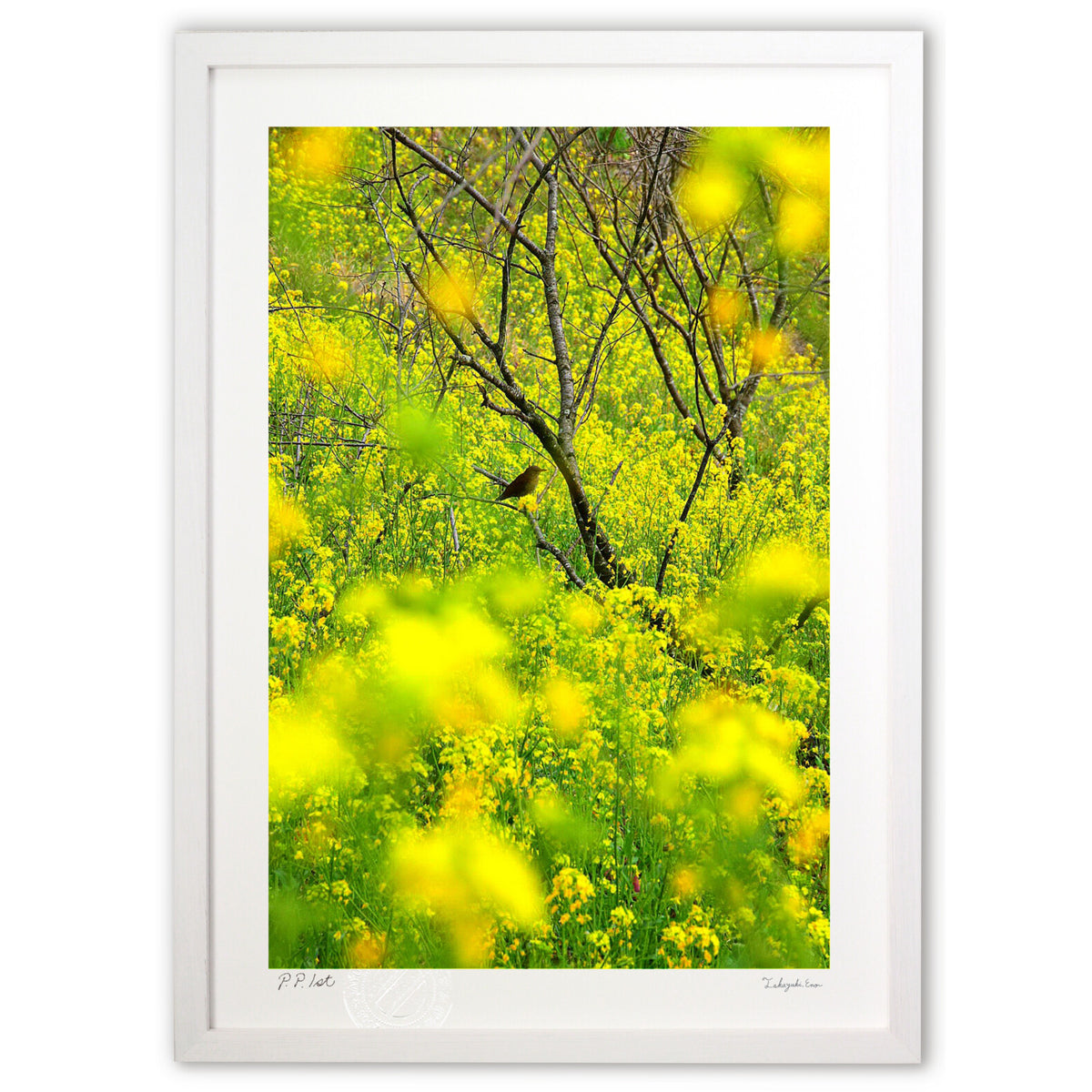 A heap of rape blossoms