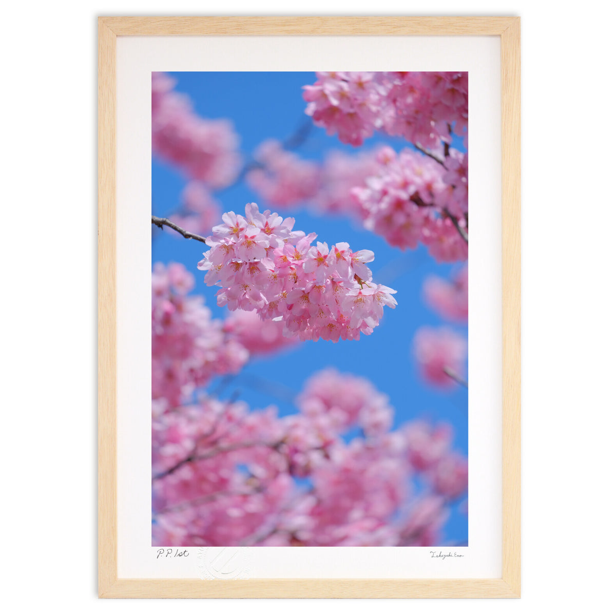 Daikanzakura and blue sky