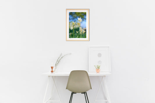 八重咲き日本水仙