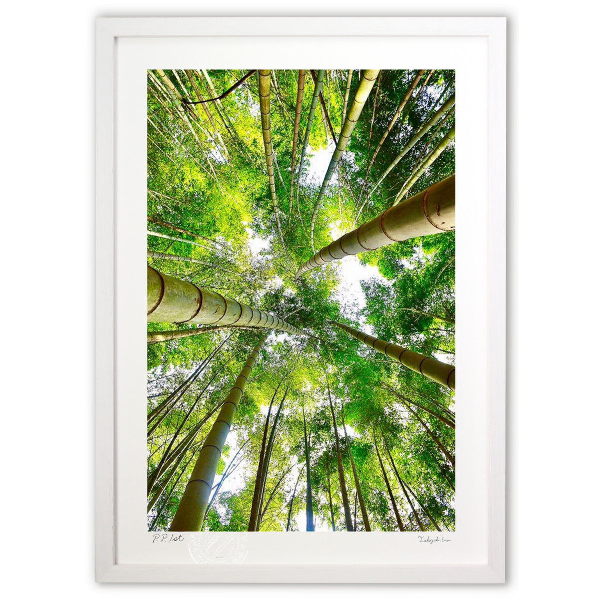 Bamboo forest