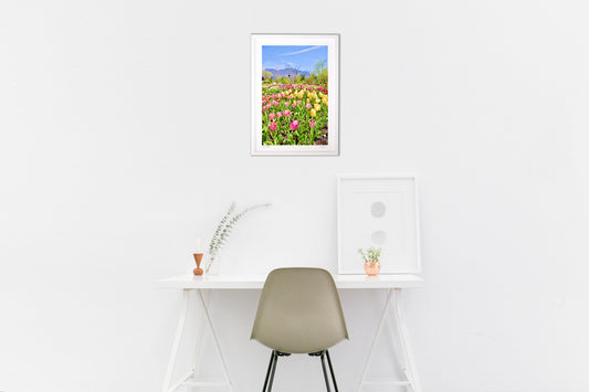 高原のチューリップ