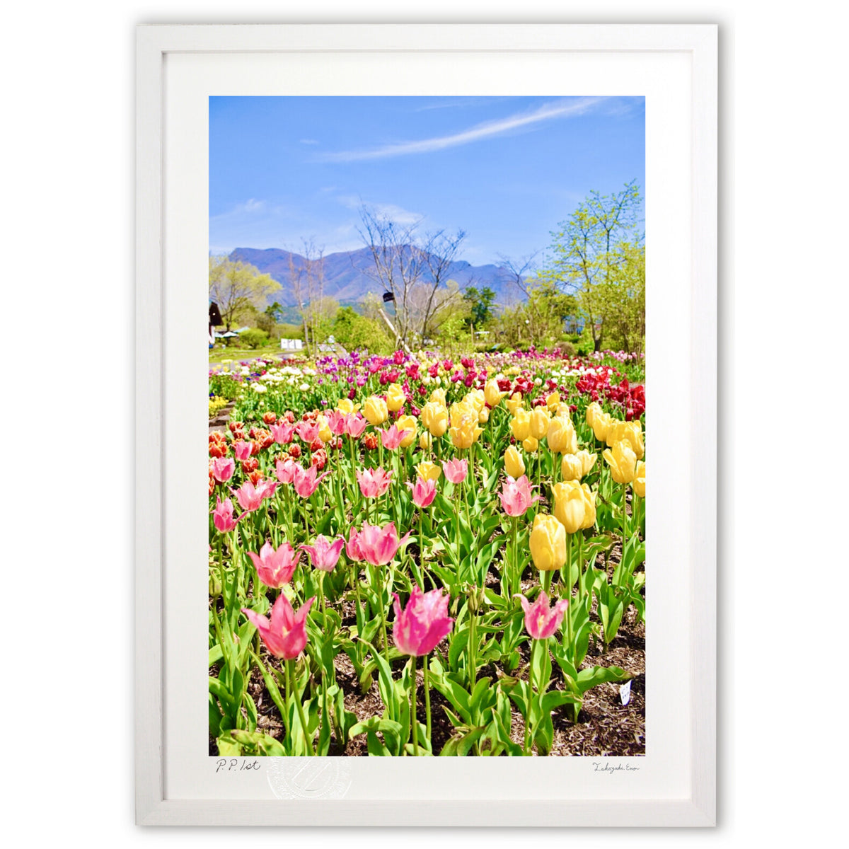 Highland Tulips