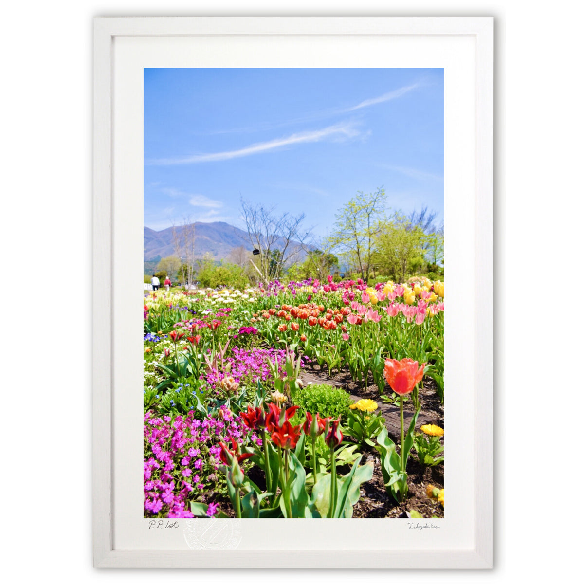 Highland flower fields