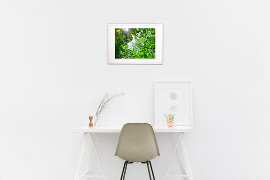 夏の安曇野の森