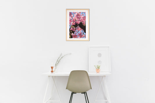 さくら「陽光」