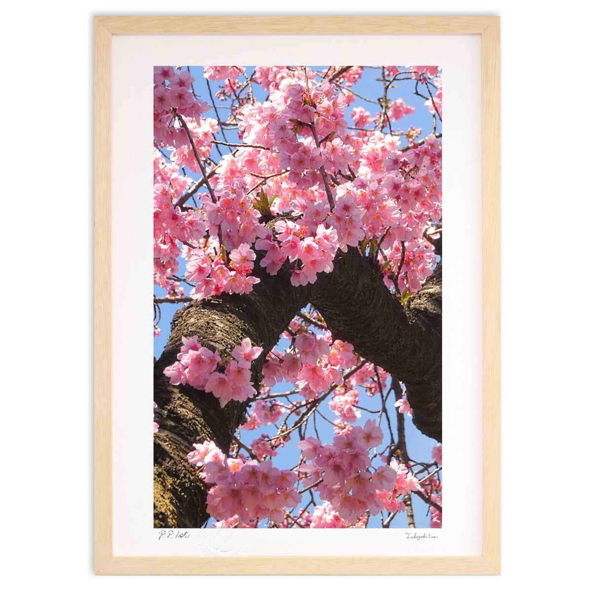 Sakura "Sunshine"