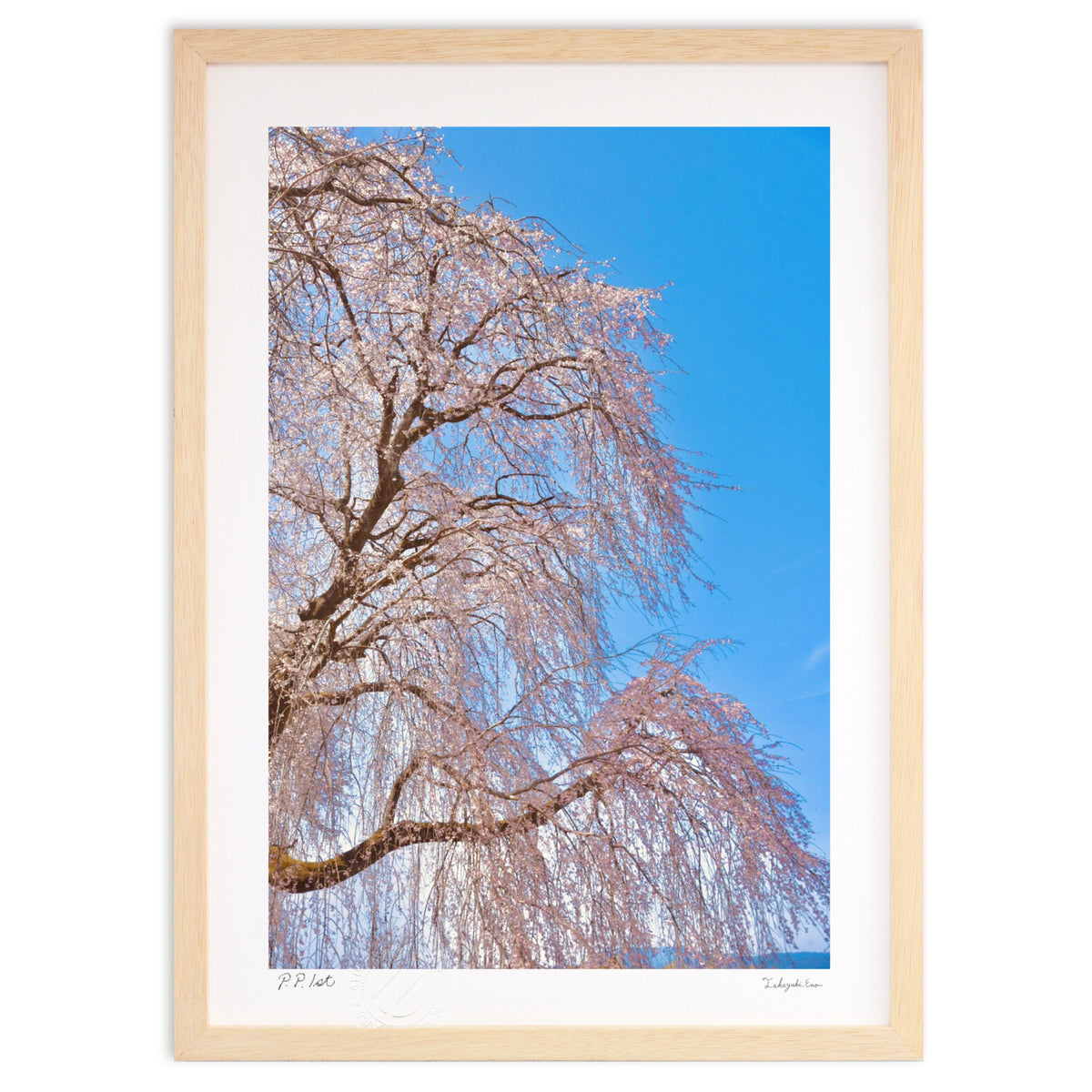 しだれ桜