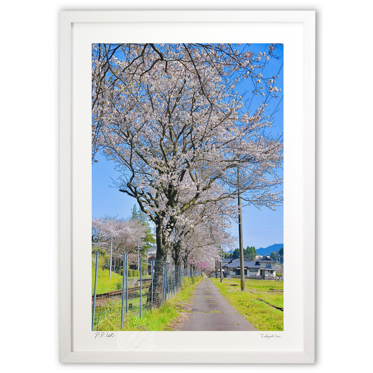Cherry blossom trees along the railroad tracks