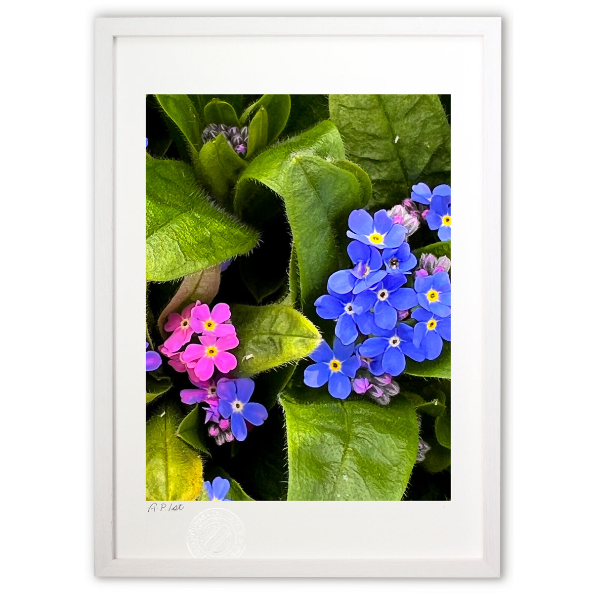 Blue and pink combination