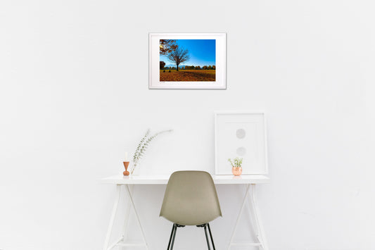 Photo 『秋の公園に佇む木』