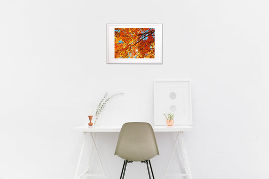 Photo 『紅葉と太陽』