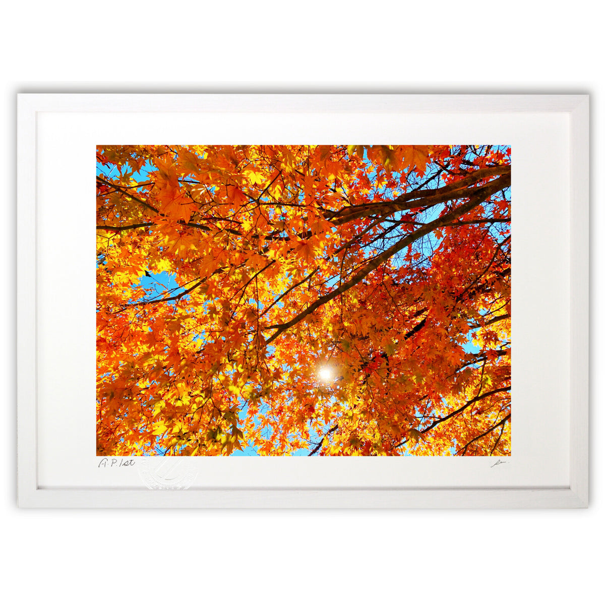 Photo 『紅葉と太陽』