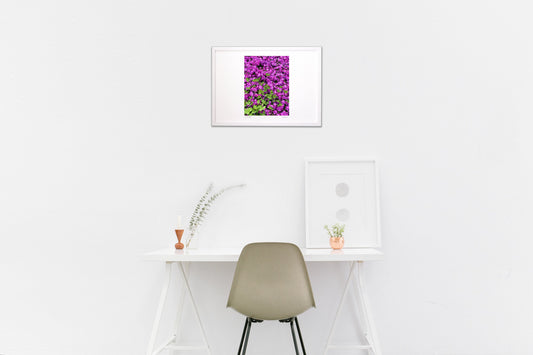 芝桜と三つ葉のクローバー