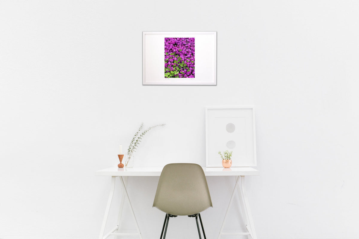 Moss phlox and three-leaf clover