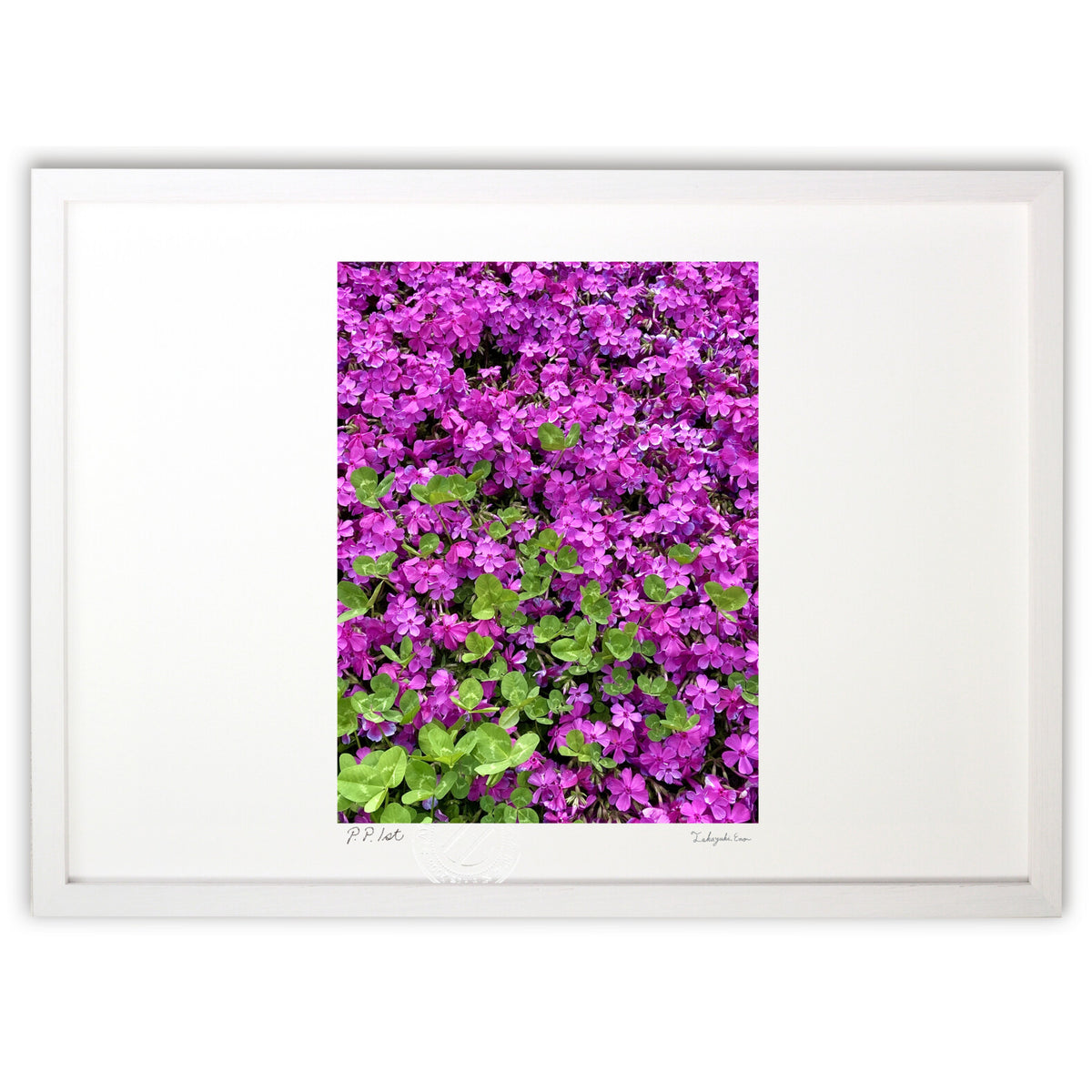Moss phlox and three-leaf clover