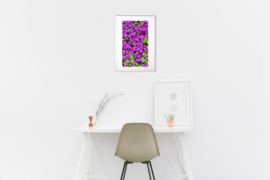 芝桜と三つ葉のクローバーⅡ