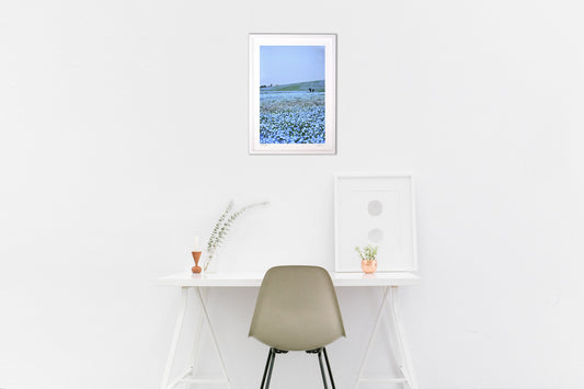 ネモフィラ畑をさるく