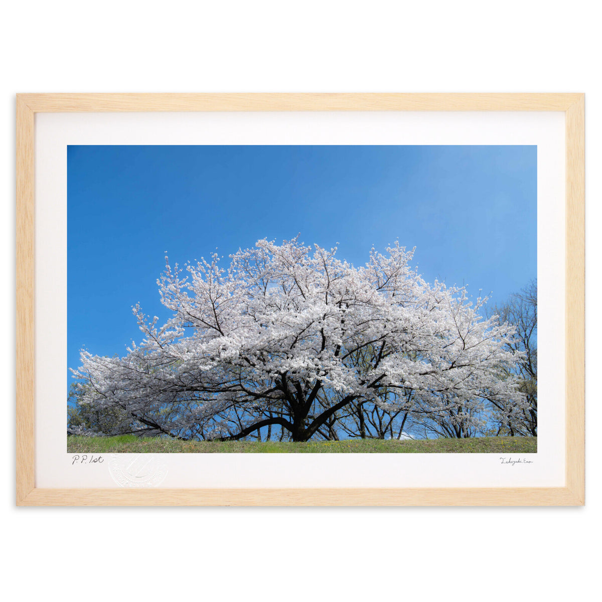 ただ…桜咲く
