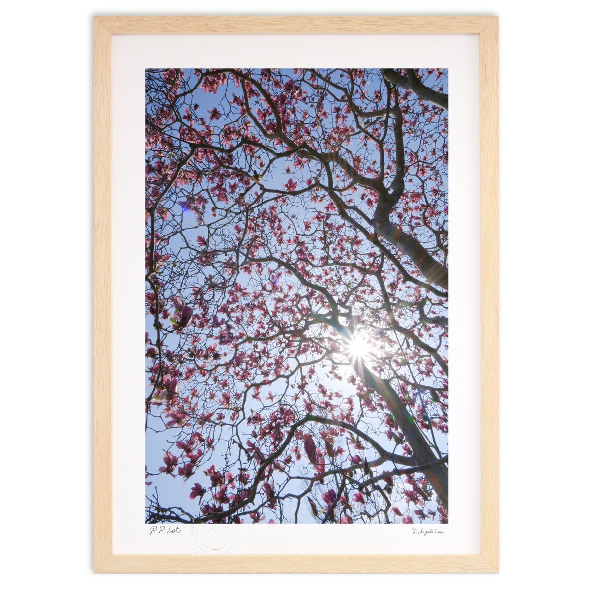 Backlit Magnolia