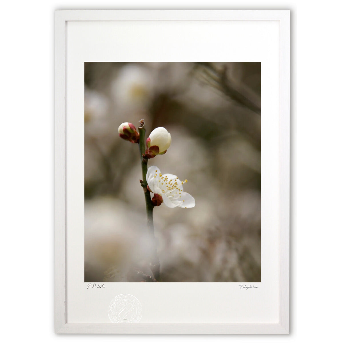 Plum blossoms