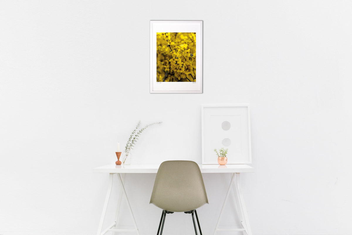 full bloom