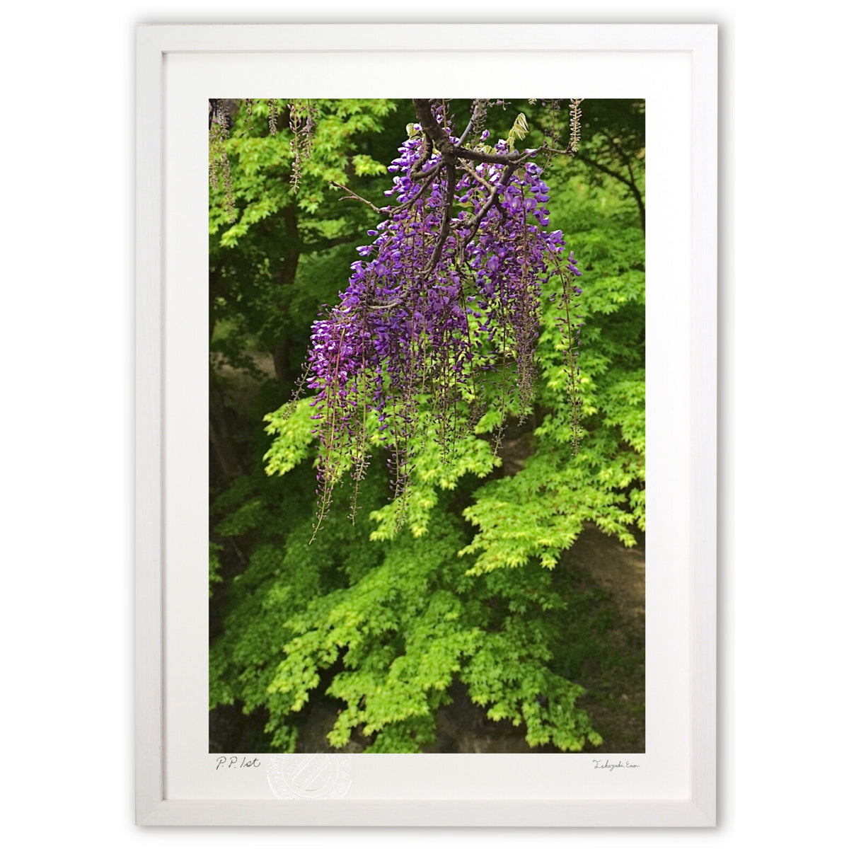 Wisteria flowers in the forest