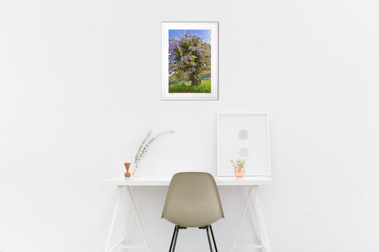 wisteria tree