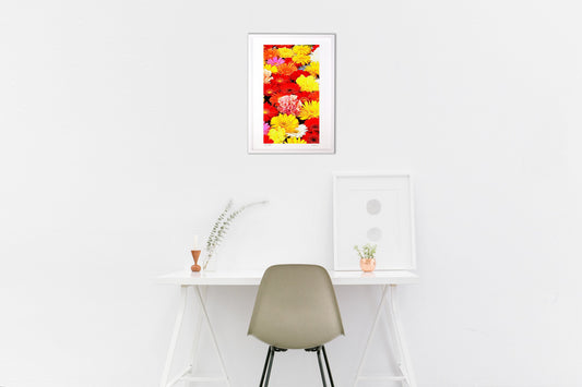 写真 いろとりどり