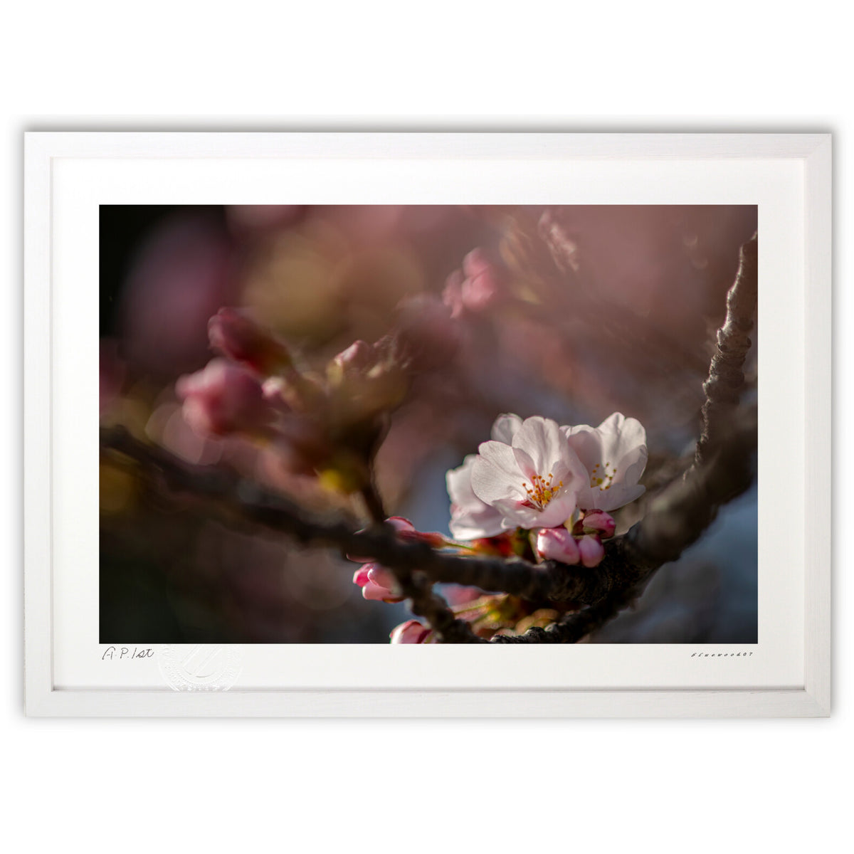 Pale cherry blossoms