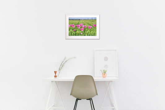 野に咲くチューリップ