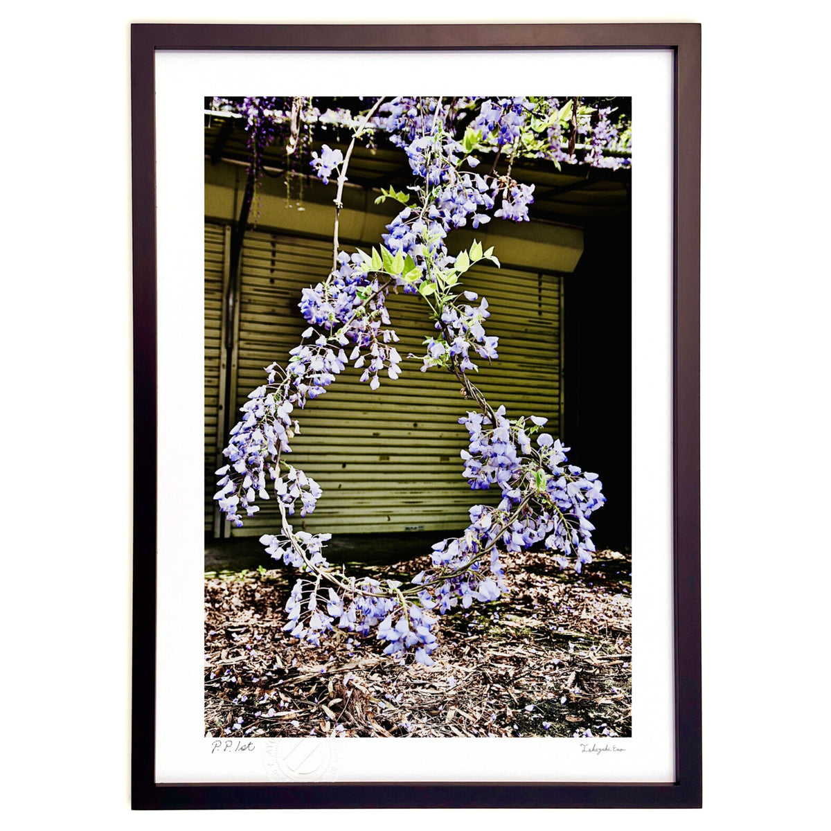 Old shutter and circular wisteria