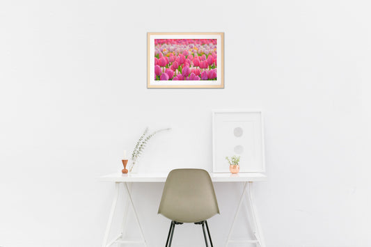 ピンクのチューリップ畑