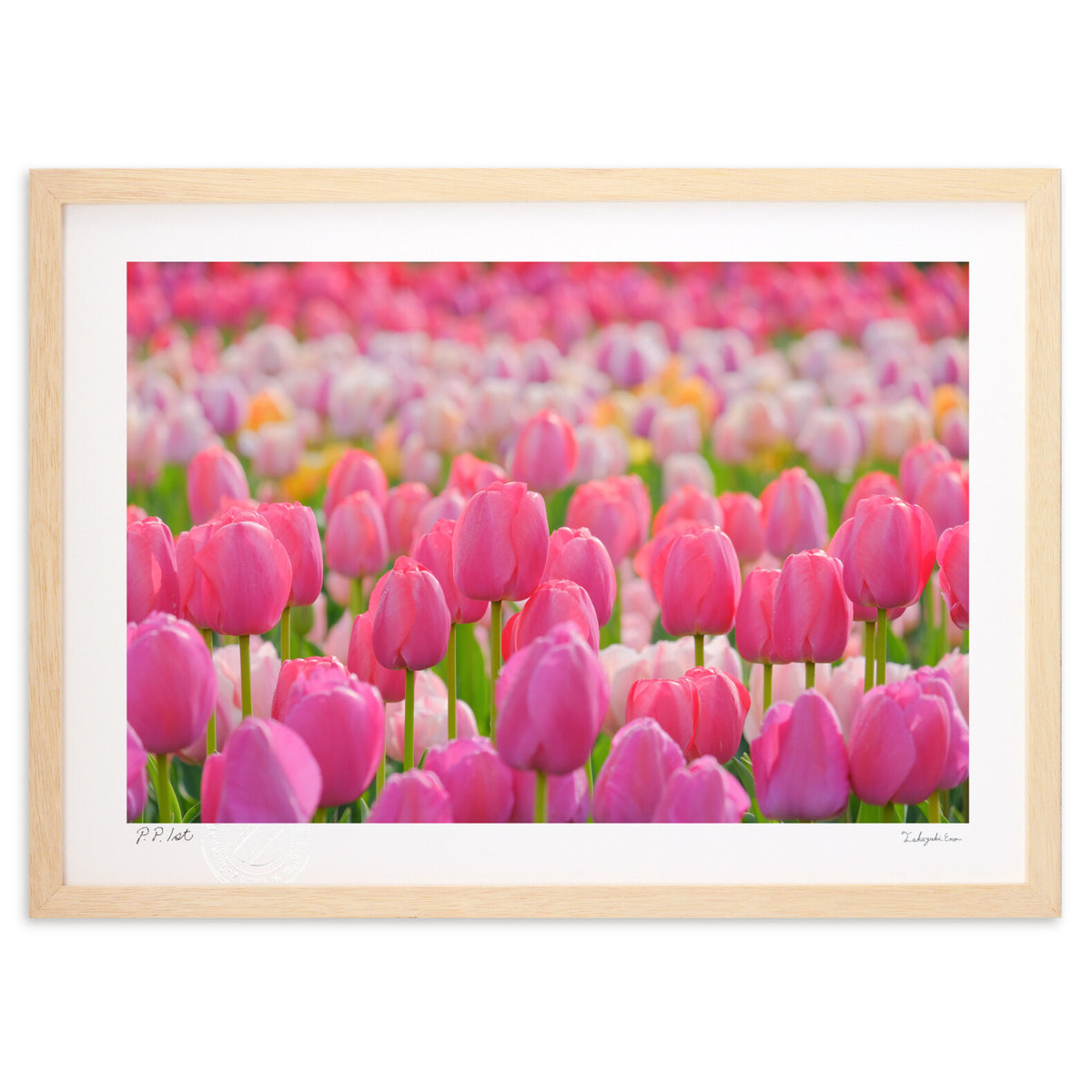 ピンクのチューリップ畑