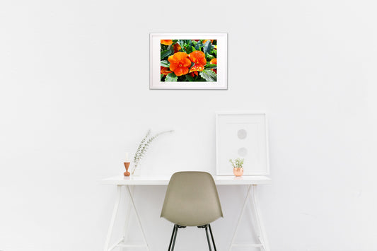 朝露とパンジー