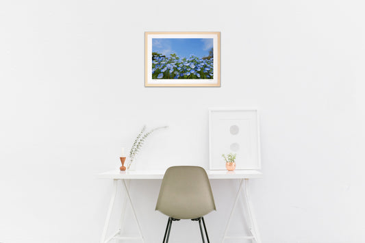 ネモフィラと青空