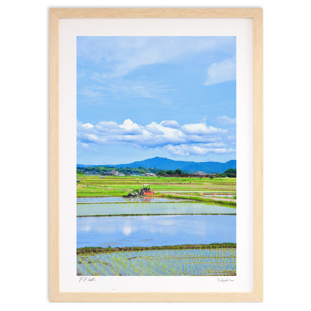 rice planting