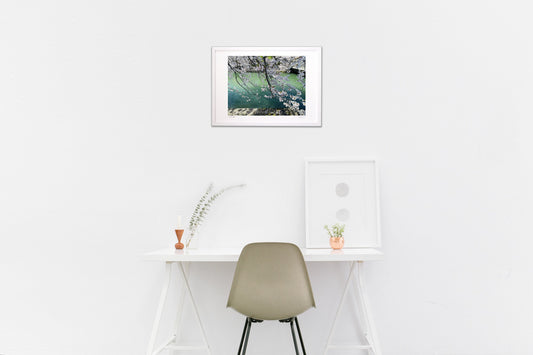 Kyoto cherry blossoms and canal