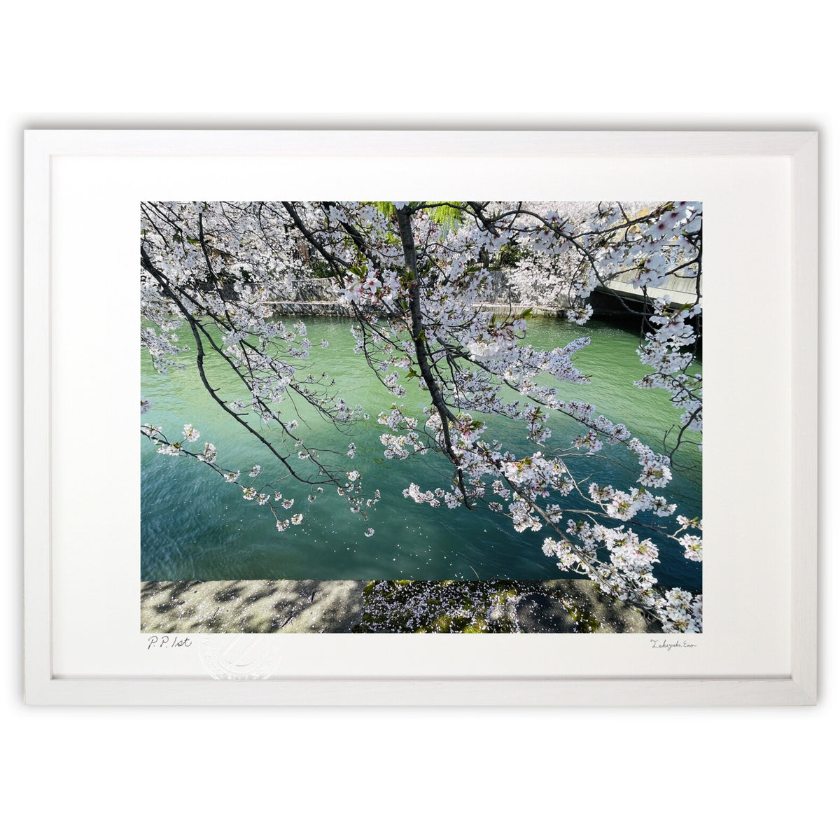 Kyoto cherry blossoms and canal