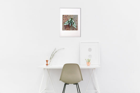 ウンモンスズメ