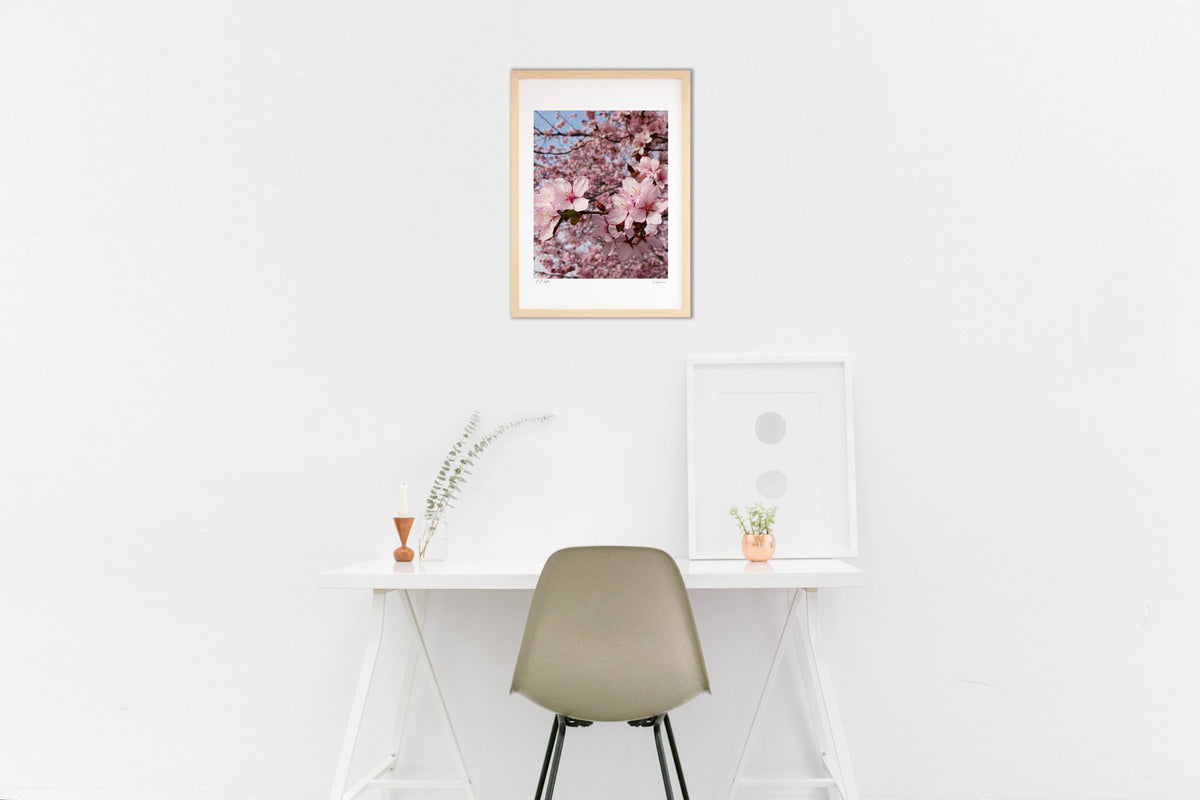 SAKURA